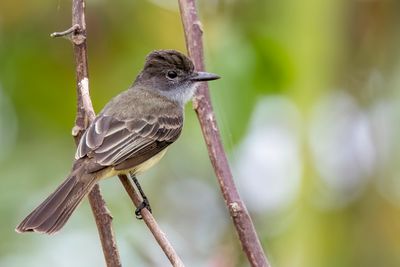 Short-crested Flycatcher - Kortkuiftiran - Tyran froce