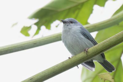 Pearly-breasted Conebill - Parelborstspitssnavel - Conirostre marguerite
