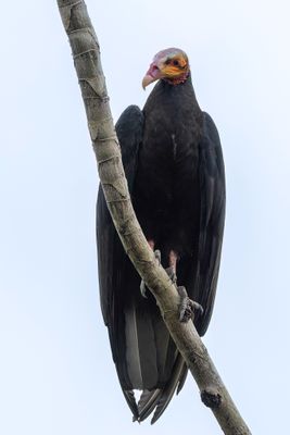 Lesser Yellow-headed Vulture - Kleine Geelkopgier - Urubu  tte jaune