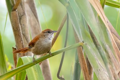 Parker's Spinetail - Parkers Stekelstaart - Synallaxe de Parker