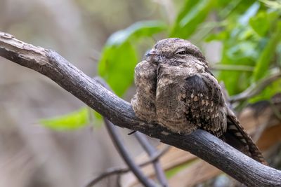 Ladder-tailed Nightjar - Trapstaartnachtzwaluw - Engoulevent trifide