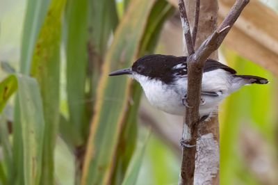 Black-and-white Antbird - Zwart-witte Mierkruiper - Alapi noir et blanc (m)