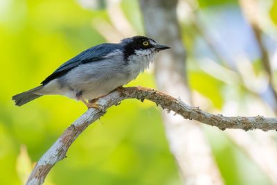 Hooded Tanager - Kaptangare - Tangara coiffe-noire