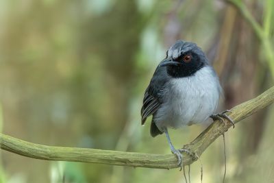 Ash-breasted Antbird - Asborstmierkruiper - Alapi lugubre (m)