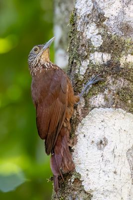 Zimmer's Woodcreeper - Zimmers Muisspecht - Grimpar de Zimmer