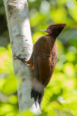 Chestnut Woodpecker - Vaalkuifspecht - Pic mordor