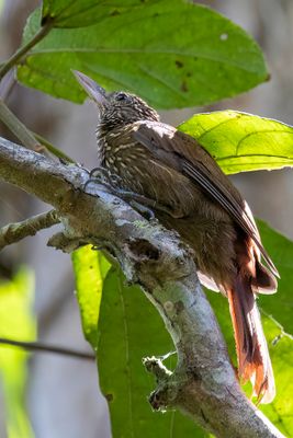 Striped Woodcreeper - Zwartgestreepte Muisspecht - Grimpar maill