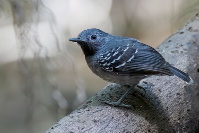 Birds of Colombia Amazon 2025