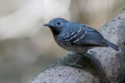 Birds of Colombia Amazon 2025