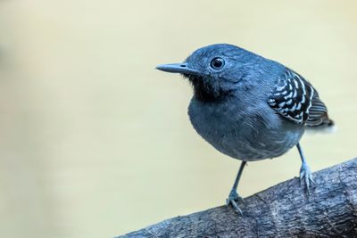 Band-tailed Antbird - Oevermierkruiper - Alapi riverain (m)
