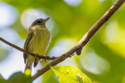 Olive-faced Flatbill - Olijfkopbreedbektiran - Platyrhynque  face olive
