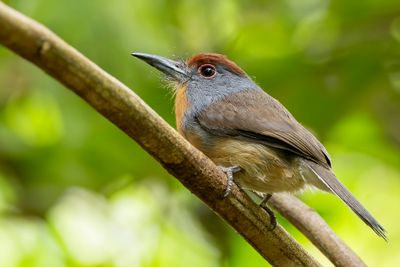 Rufous-capped Nunlet - Zuidelijke Grijswangtrappist - Barbacou  couronne rousse