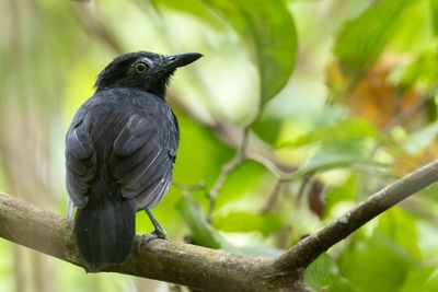 White-shouldered Antbird - Witschoudermiervogel - Alapi  paules blanches (m)