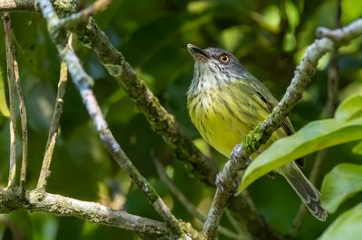 Spotted Tody-Flycatcher - Gevlekte Schoffelsnavel - Todirostre tachet
