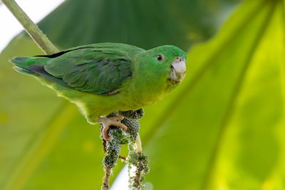 Riparian Parrotlet - Grootsnavelmuspapegaai - Toui  gros bec