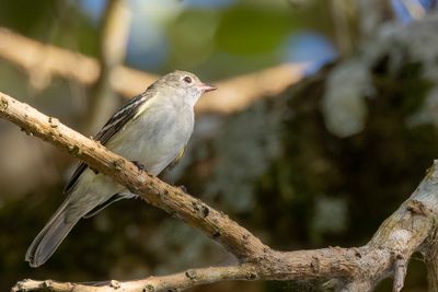 Small-billed Elaenia - Kortsnavelelenia - lnie  bec court