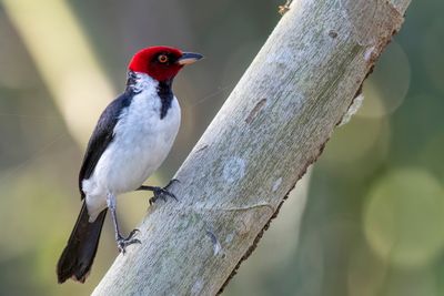 Red-capped Cardinal - Zwartkeelkardinaal - Paroare rougecap