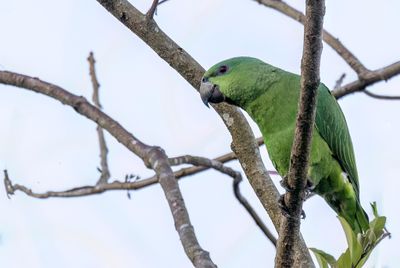 Short-tailed Parrot - Kortstaartpapegaai - Caque  queue courte