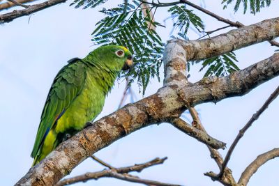 Yellow-crowned Amazon - Geelvoorhoofdamazone - Amazone  front jaune