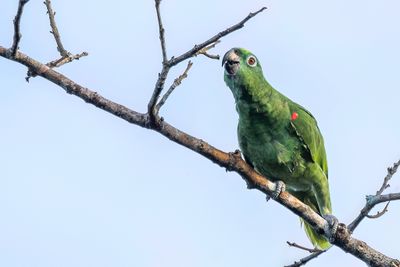 Yellow-crowned Amazon - Geelvoorhoofdamazone - Amazone  front jaune