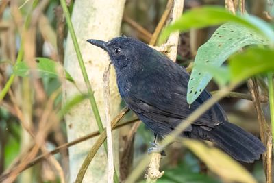 Riparian Antbird - Oevermiervogel - Grisin  queue sombre (m)