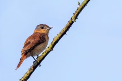 Chestnut-crowned Becard - Kastanjebekarde - Bcarde  calotte rousse
