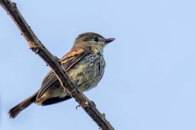 White-winged Becard - Witvleugelbekarde - Bcarde  ailes blanches (f)