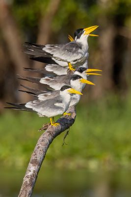 Large-billed Tern - Grootsnavelstern - Sterne  gros bec