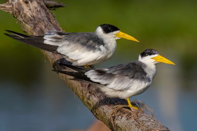 Large-billed Tern - Grootsnavelstern - Sterne  gros bec