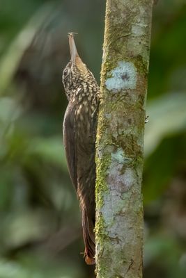Elegant Woodcreeper - Druppelmuisspecht - Grimpar lgant