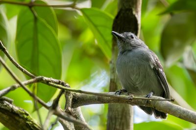Leaden Antwren - Pelzelns Miersluiper - Myrmidon plomb