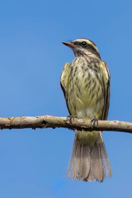Variegated Flycatcher - Bonte Tiran - Tyran tachet