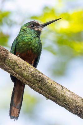 White-chinned Jacamar - Witkinglansvogel - Jacamar  menton blanc
