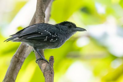 Spot-winged Antshrike - Vlekvleugelmierklauwier - Batara toil (m)