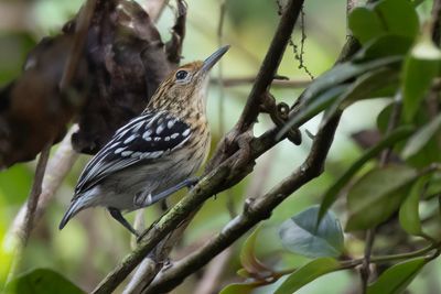 Amazonian Streaked Antwren - Amazonemiersluiper - Myrmidon d'Amazonie (f)