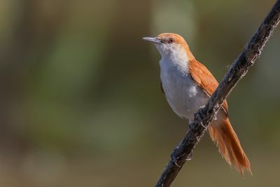 Red-and-white Spinetail - Rood-witte Stekelstaart - Synallaxe belette