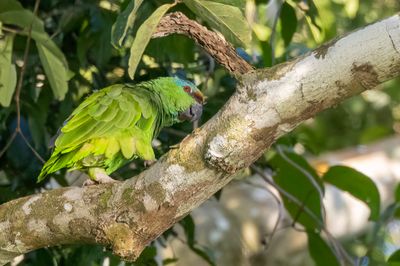 Festive Amazon - Blauwbaardamazone - Amazone tavoua