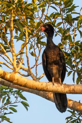 Wattled Curassow - Knobbelhokko - Hocco globuleux (m)