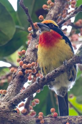 Gilded Barbet - Gouden Baardvogel - Cabzon dor (m)