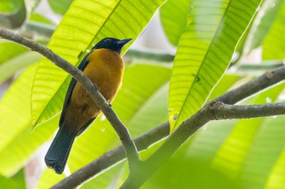 Fulvous Shrike-Tanager - Bruine Klauwiertangare - Tangara mordor