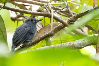 Bluish-slate Antshrike - Blauwe Mierklauwier - Batara bleu-gris (m)