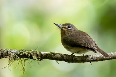 Rusty-breasted Nunlet - Roodborsttrappist - Barbacou rufalbin