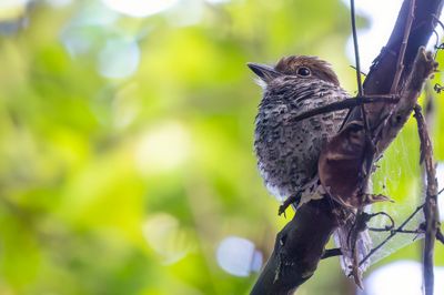 Chestnut-capped Puffbird - Bruinkapbaardkoekoek - Tamatia macrodactyle