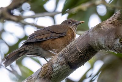 Varzea Thrush - Varzealijster - Merle des varzas