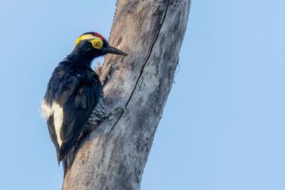 Yellow-tufted Woodpecker - Geelbrauwspecht - Pic  chevron d'or