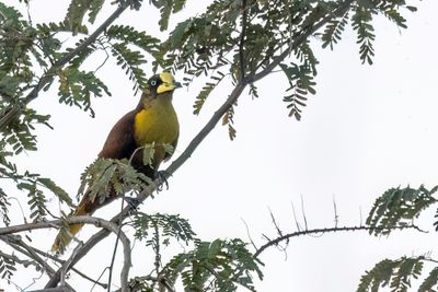 Casqued Cacique - Helmoropendola - Cassique casqu