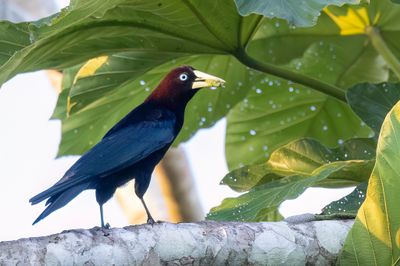 Band-tailed Cacique - Bandstaartoropendola - Cassique  queue frange