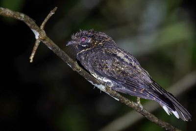 Silky-tailed Nightjar - Zijdestaartnachtzwaluw - Engoulevent  queue de soie