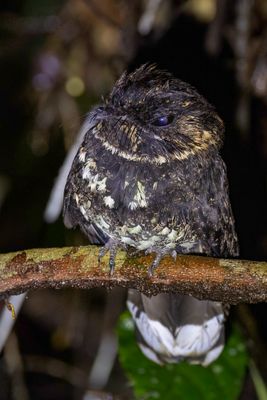 Silky-tailed Nightjar - Zijdestaartnachtzwaluw - Engoulevent  queue de soie