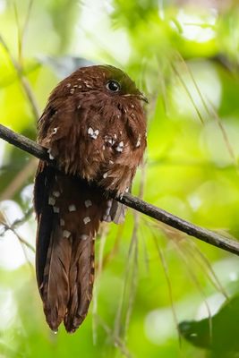 Rufous Potoo - Rosse Reuzennachtzwaluw - Ibijau roux